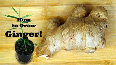 How To Grow Ginger Youtube