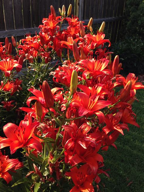 Love Red Asiatic Lilies Red Perennials Asiatic Lilies Perennials