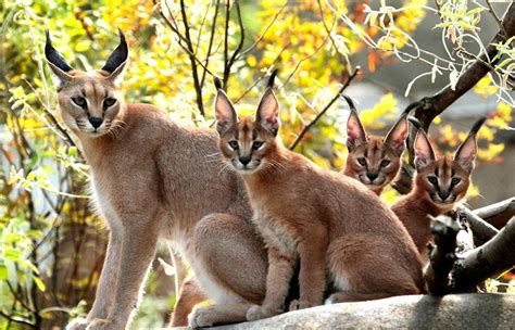 ♥ I Love Cats ♥ Felis Caracal Cats