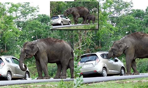 elephant devours woman s handbag after couple stopped to take a selfie daily mail online