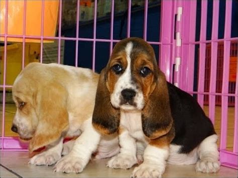 Our basset hounds are just simply adorable with their long ears, short legs and incredible markings. Miniature Basset Hound Puppies For Sale In Florida