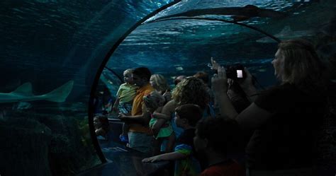 Dive Into The Wonders Of The Sea At The South Carolina Aquarium In
