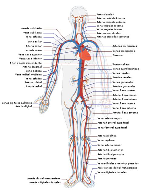 Circulatory System Essvg Aparato Circulatorio Sistema Circulatorio