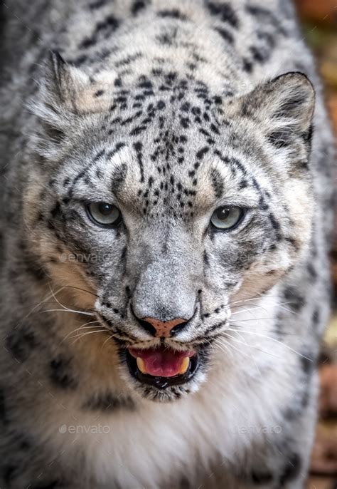 Snow Leopard Portrait Stock Photo By Harrycollinsphotography Photodune