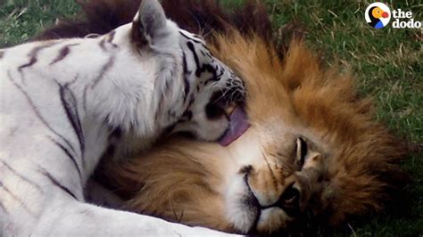 Lion And Tiger Couple Finally Free To Enjoy Life Fresh Positivity