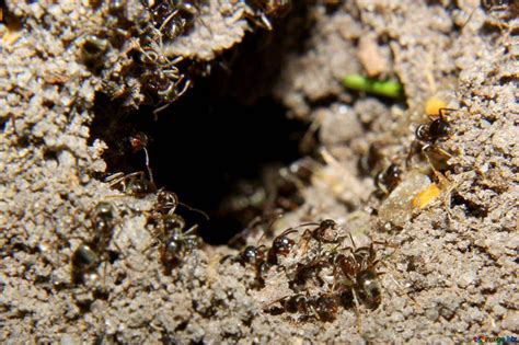 Formigueiro O Que é Como é A Vida Das Formigas Nas Colônias