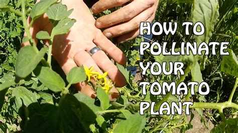 tomato plants self fertile but pollination assistance is needed for optimal fruit production