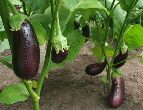 Growing Eggplant Kellogg Garden Organics™