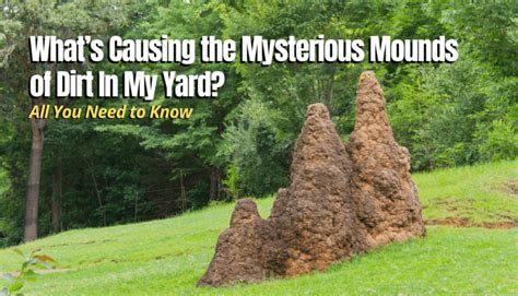Whats Causing The Mysterious Mounds Of Dirt In My Yard The Backyard