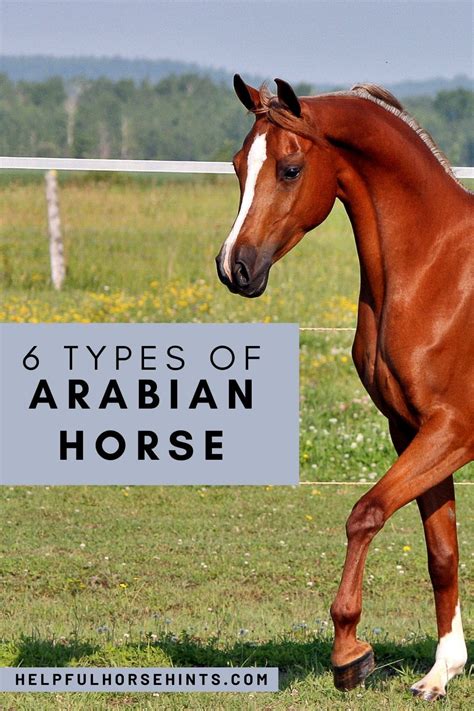 6 Main Types Of Purebred Arabian Horses Helpful Horse Hints