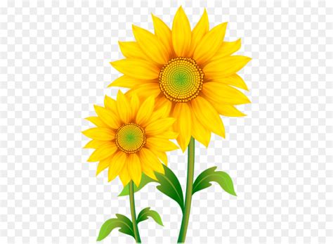 Kandungan vitamin e yang ada dalam biji bunga matahari membantu fungsi saraf serta meningkatkan kekebalan tubuh. Menakjubkan 20+ Gambar Bunga Matahari Sketsa Berwarna ...