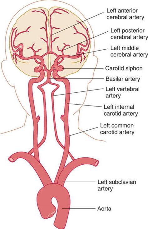 Cerebral Vascular Anatomy Anatomical Charts Posters