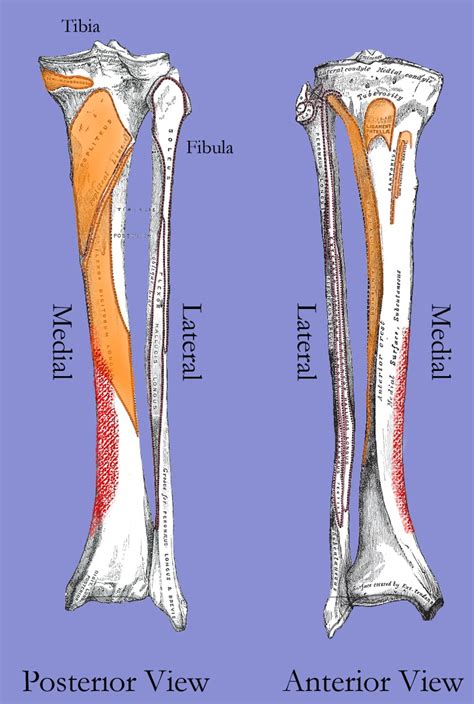 Injury Series Medial Tibial Stress Syndrome Shin Splints As A Bone