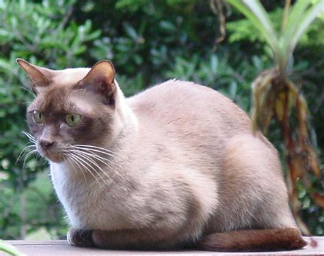 Mengenal Kucing Burma Kucing Burmese Kucing Gue