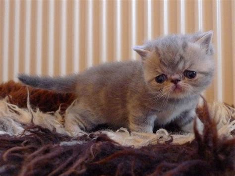 Exotic Shorthair Information Health Pictures And Training Pet Paw