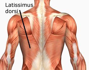 Intermediate back muscles and c. Știai că cel mai mare mușchi este latissimus dorsi? Acesta este un mușchi plat de pe spate care ...