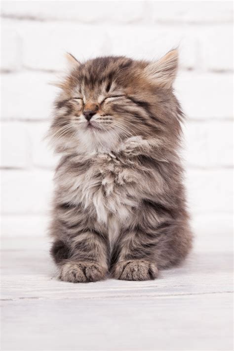 Very Cute Fluffy Kitten Cat Kitten Cute Beautifulcat Kittens