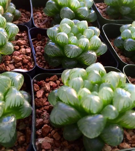 Haworthia Cooperi Seeds Rare Succulent Etsy Canada