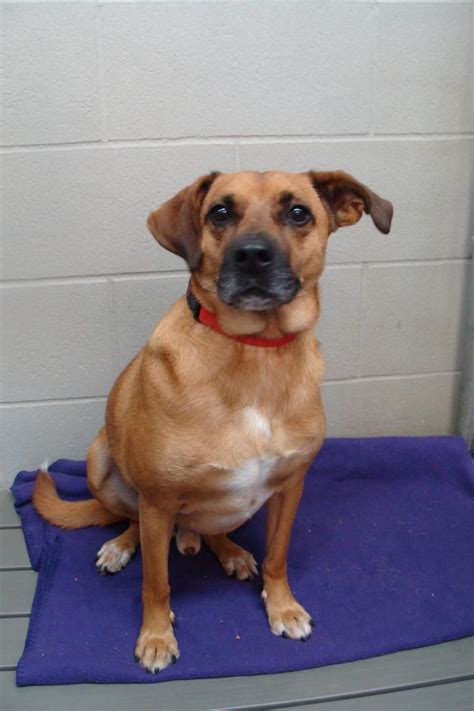 If you're ready to adopt, an adoption counselor will walk you through more information on how to set your new pet up for success, and help you complete all paperwork and payment digitally. Puppy Humane Society Dogs For Adoption Near Me