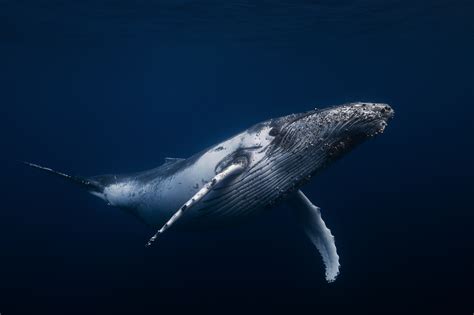 It is a true conservation success story. Humpback whale! www.underwater-landscape.com on Behance
