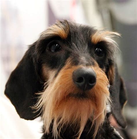 Get matched with wire dachshund breeders using puppymatch. Wirehaired Dachshund Puppy Dog Puppies Dogs | Wirehaired ...