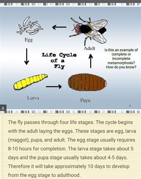 Life Cycle Of A Housefly