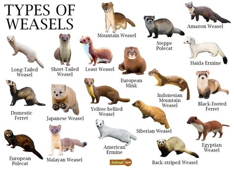 Mustelidae Aka Weasels Pine Meadow Ranch Home Owners Association