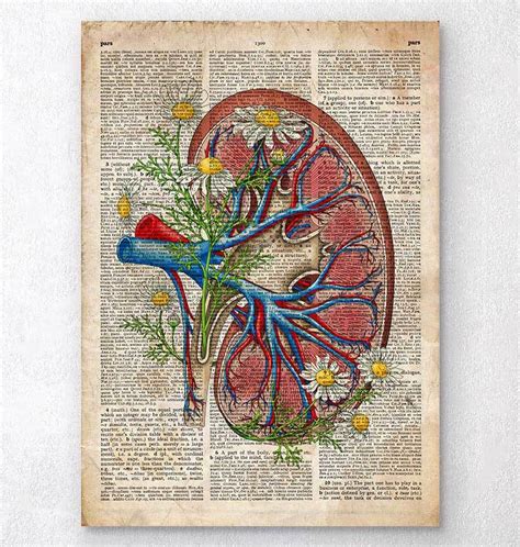 Kidney Anatomy Art Poster Codex Anatomicus