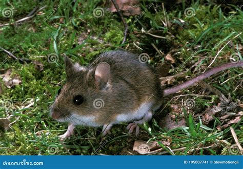 Long Tailed Field Mouse Apodemus Sylvaticus Adult Stock Image Image