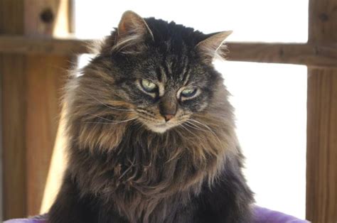Clove Norwegian Forest Cat Adult Adoption Rescue In New Milford