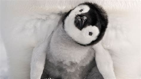 Birds Penguin Animal Baby Animal Chick Hd Wallpaper Wallpaperbetter