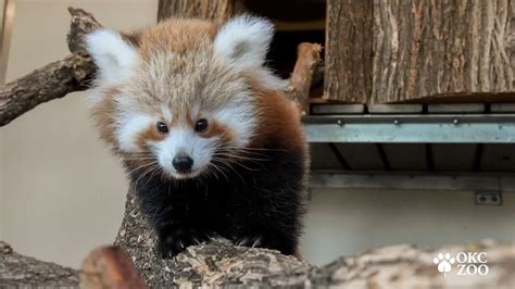 Okc Zoos 4 Month Old Female Red Panda Cub Recovering After Having Leg