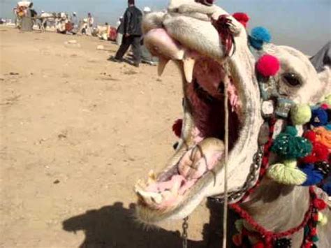If he becomes constipated on a combination of the camel milk and iron supplement, it could be an indication that his iron levels are. Camels - a BIG yawn with trombones - YouTube
