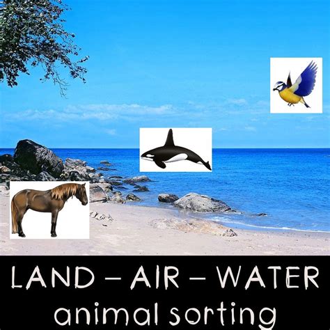 Montessori Land Air Water Sorting Activity With Realistic Animals