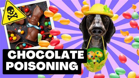 Easter Dangers For Dogs Protecting Your Pet From Chocolate Poisoning