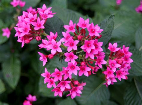 Heat Tolerant Plants And Flowers That Will Thrive In Gardens And Containers
