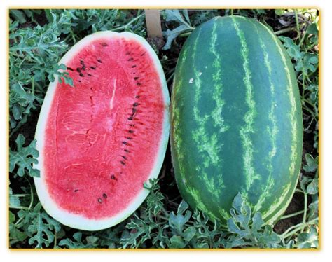 Watermelon Gvs 53390 F1 Hybrid Vegetable Seed Golden Valley Seed