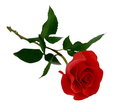 High Quality Rose Cliparts For Free Png Transparent Background Free