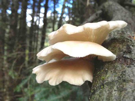 Learn To Identify Oyster Mushroom Following Some Easy