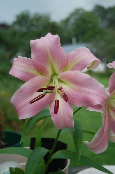 Photo Of The Bloom Of Lily Lilium Maywood Posted By Pixie62560