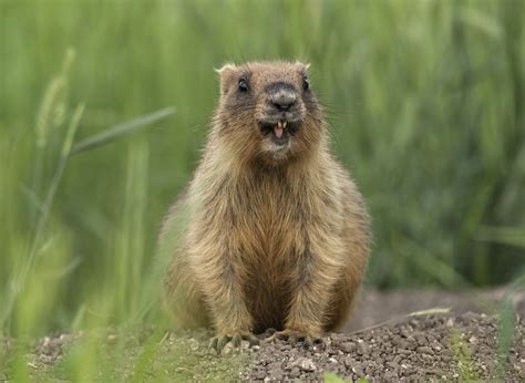 Maybe you would like to learn more about one of these? 10 Fun Facts About Groundhog Day