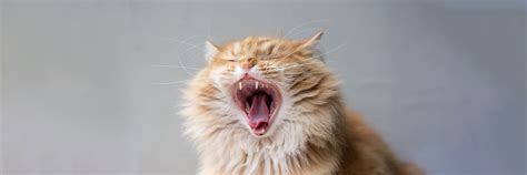 Caring For Your Cats Teeth Greencross Vets
