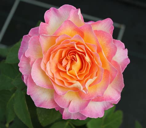Gorgeous A Compact Hybrid Tea Rose Growing 2 3ft Hybrid Tea Roses Hybrid Tea Roses