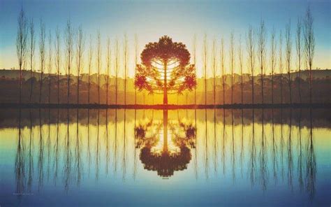 Nature Symmetry Sunlight Trees Reflection Wallpapers Hd Desktop