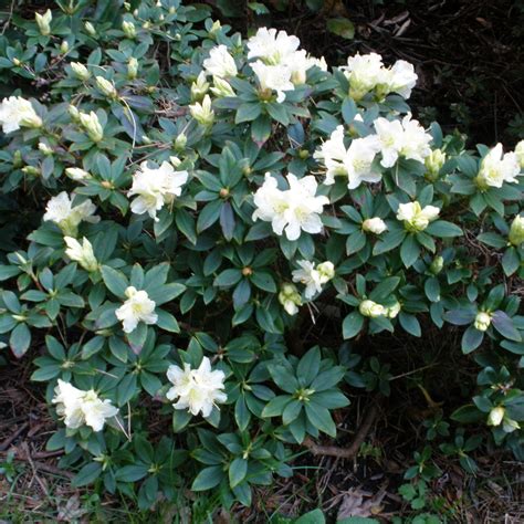 Patty Bee Dwarf Rhododendron Buy Rhododendron Patty Bee Online