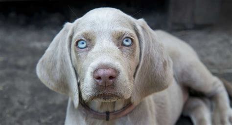 Weimaraner Dog Breed Information Center A Complete Guide Baby Dogs