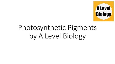 Photosynthetic Pigments A Level Biology Youtube