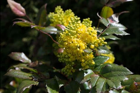 How To Grow And Care For Mahonia Shrub A Beginners Guide Florgeous