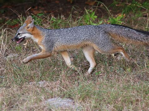 Gray Foxes Get Some Help Dfw Urban Wildlife