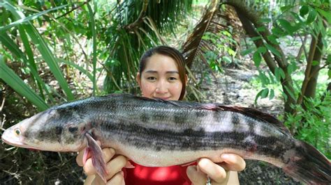 The snakeheads are members of the freshwater perciform fish family channidae, native to parts of africa and asia. Giant Snakehead Fish Grilling With Mango Pickle - Eating ...